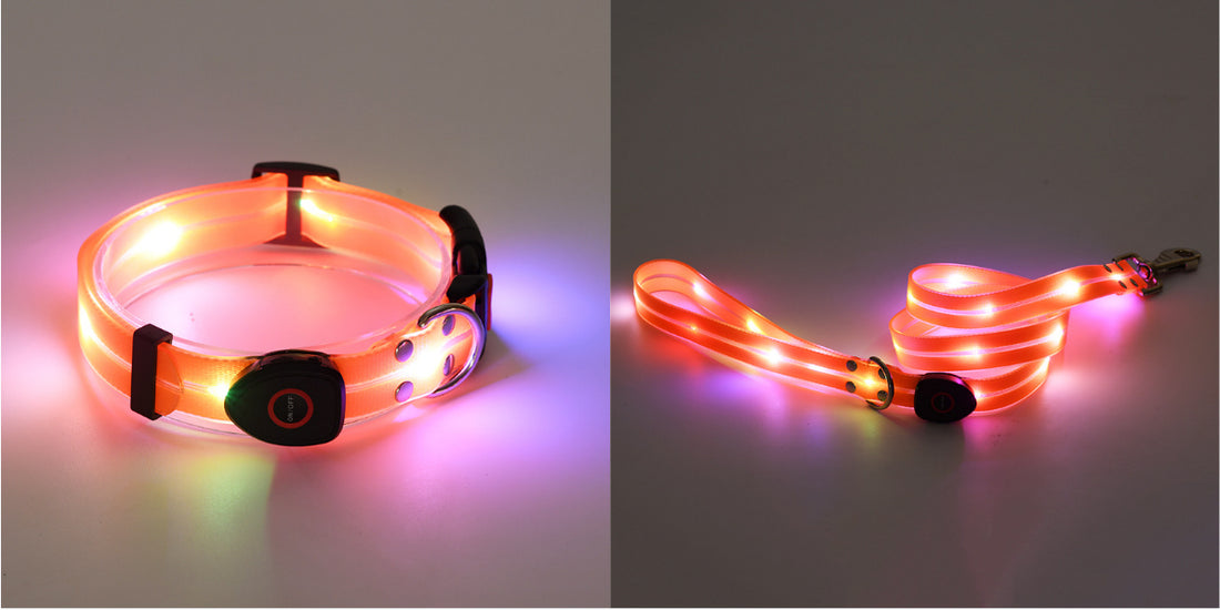 LED dog collar for night safety